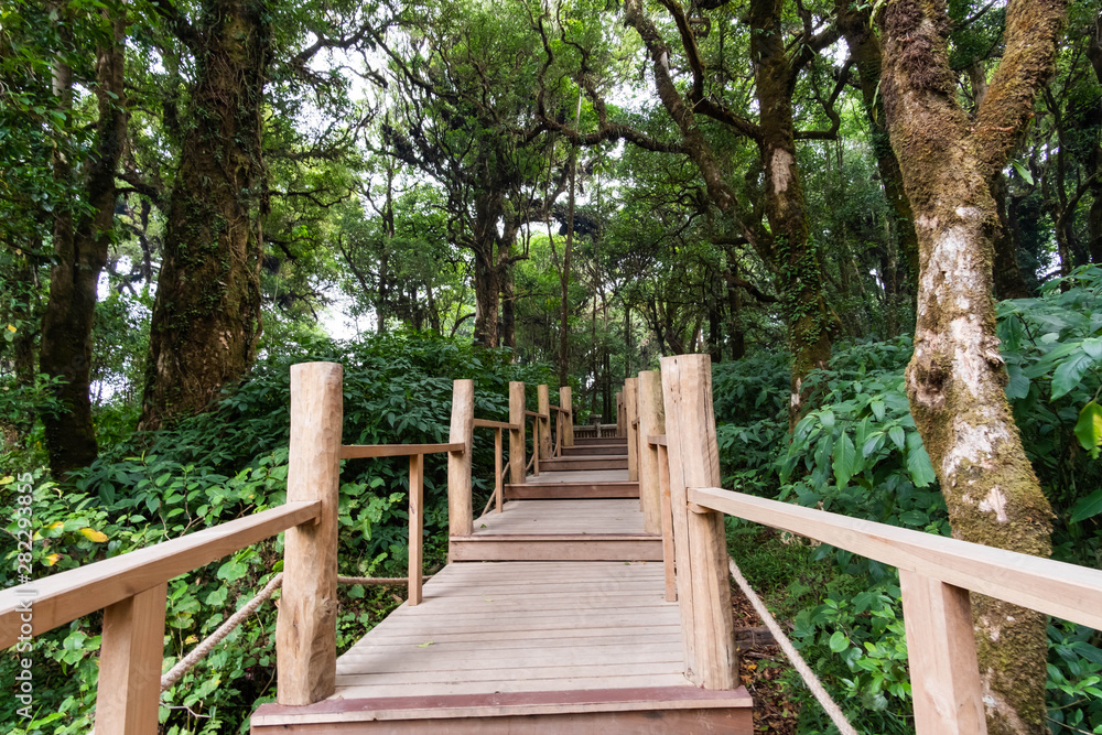 Wood bridge in forest, nature trail tree nature, Doi Inthanon, Chiang Mai, Thailand. Wood bridge in forest, nature trail tree nature, Doi Inthanon, Chiang Mai, Thailand.