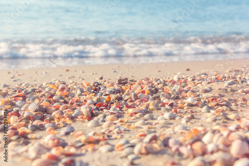 the sea coast from shells
