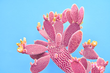 Gordijnen Cactus Koraalkleurige cactus op pastelblauwe achtergrond  © evgenij918
