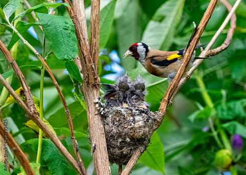 European goldfinch (Carduelis carduelis) nest with chicks - London, United Kingdom