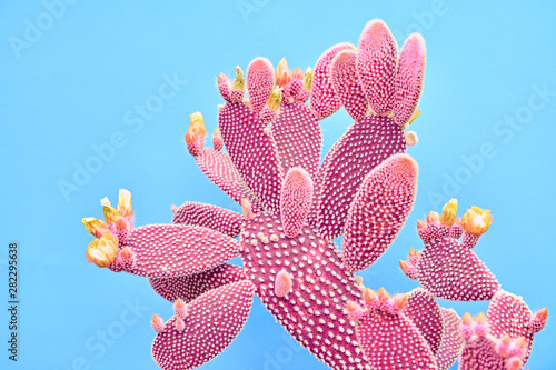 Fashion Cactus Coral colored on pastel Blue background. Trendy tropical plant close-up. Art Concept. Creative Style. Sweet coral fashionable cactus Mood