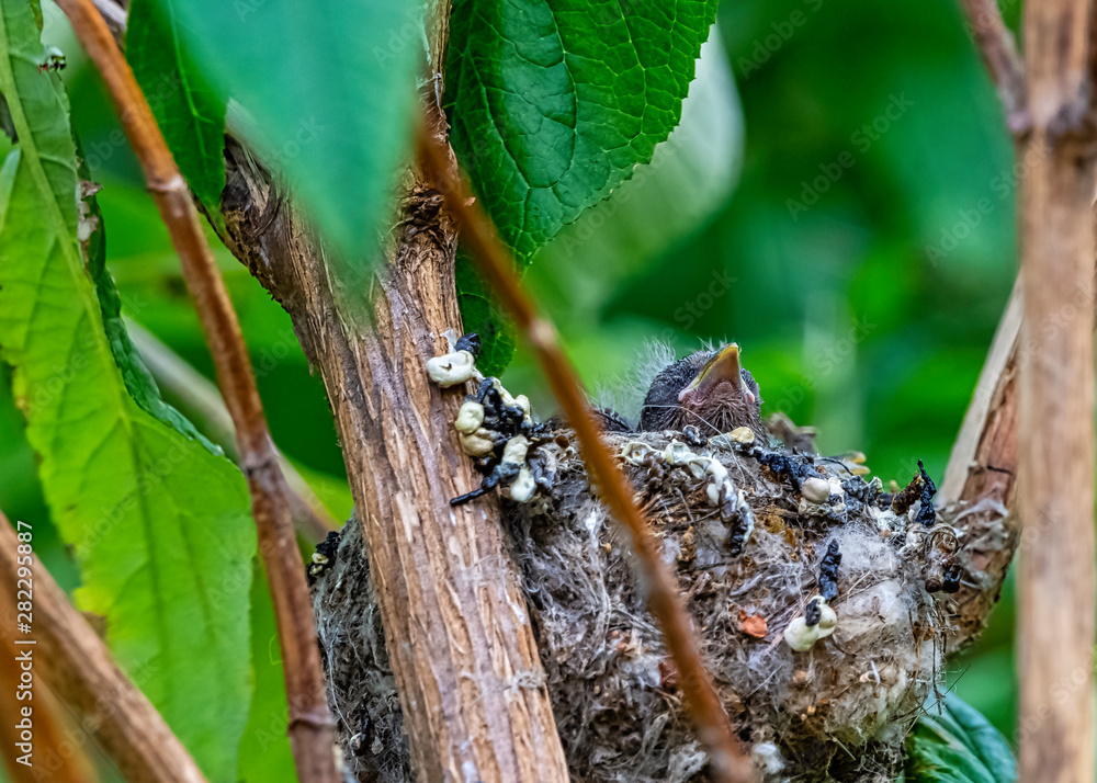 European goldfinch (Carduelis carduelis) nest with chicks - London, United Kingdom European goldfinch (Carduelis carduelis) nest with chicks - London, United Kingdom