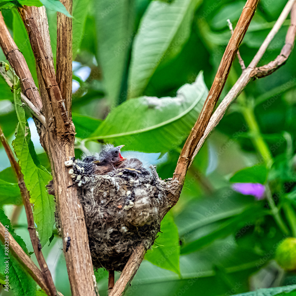 Fototapeta premium European goldfinch (Carduelis carduelis) nest with chicks - London, United Kingdom