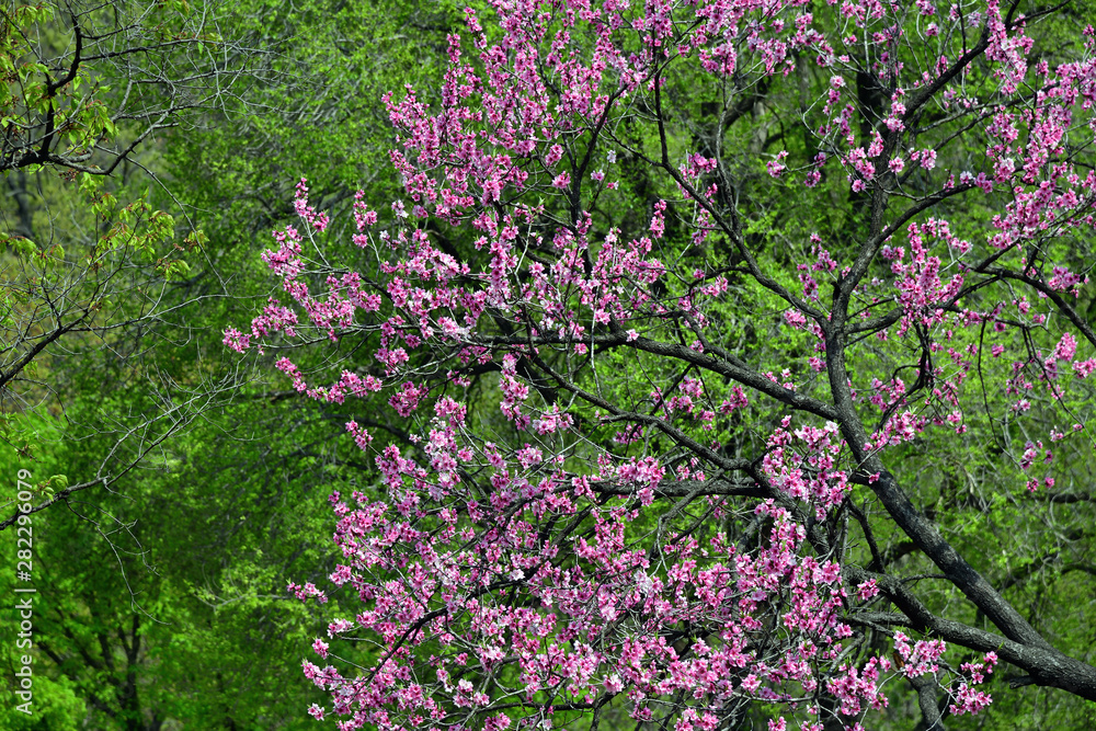 Sakura cherry blossoms. North Korea