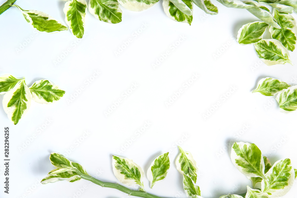 Variegated leafs frame on white background