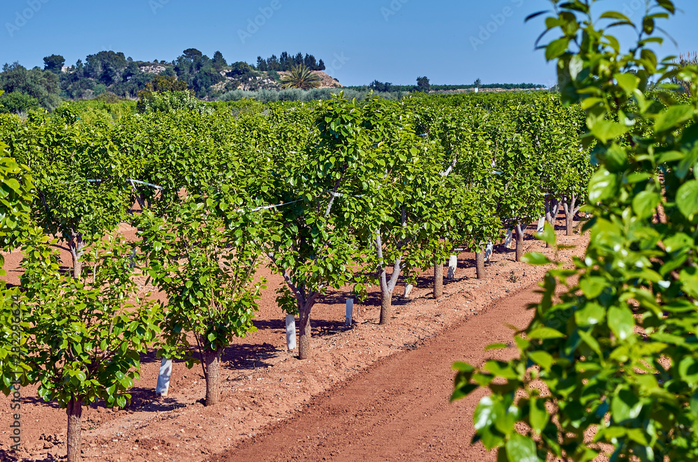 Orange trees plantation with out fruits in the Spain