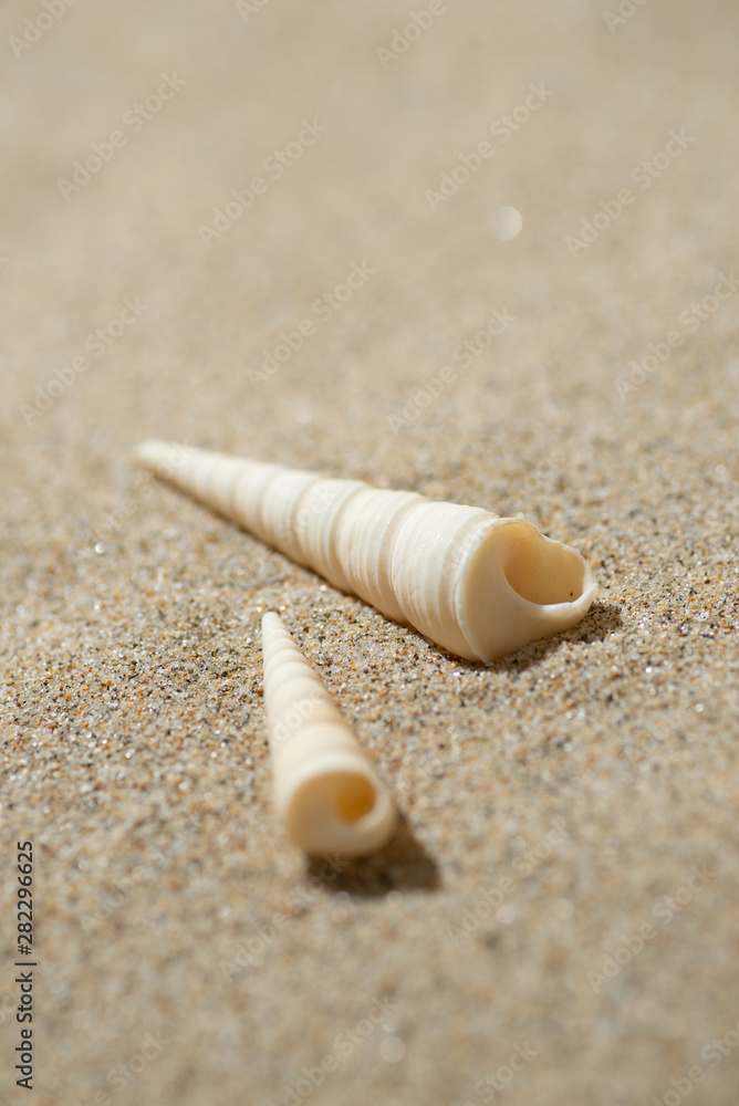 砂浜と貝殻