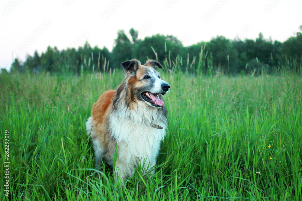 portrait of a furry mixed breed sheep dog portrait of a furry mixed breed sheep dog