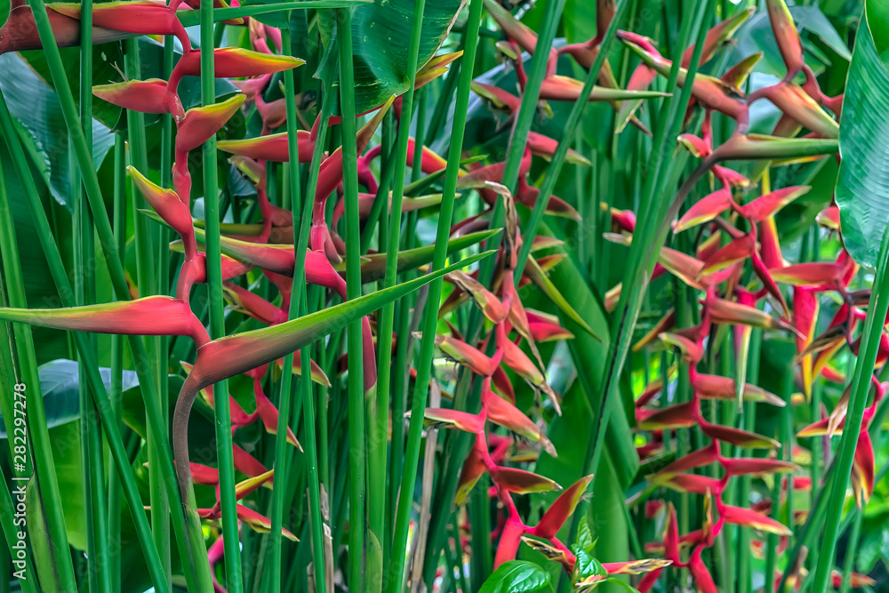 Tropical Rainforest Flower rostrata in garde Tropical Rainforest Flower rostrata in garde