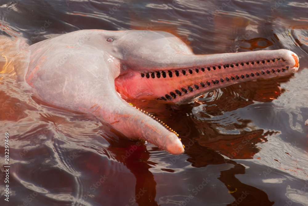 Boto Amazon River Dolphin. Amazon river, Amazonas, Brazil foto de Stock |  Adobe Stock