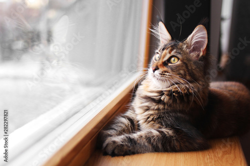 portrait of a beautiful adorable young maine coon kitten cat sitting on a window sill 