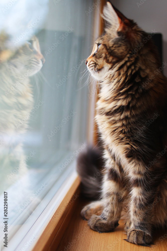 portrait of a beautiful adorable young maine coon kitten cat sitting on a window sill  with reflection on glass