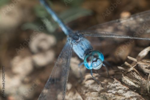 blue dragonfly insect macro close up photo