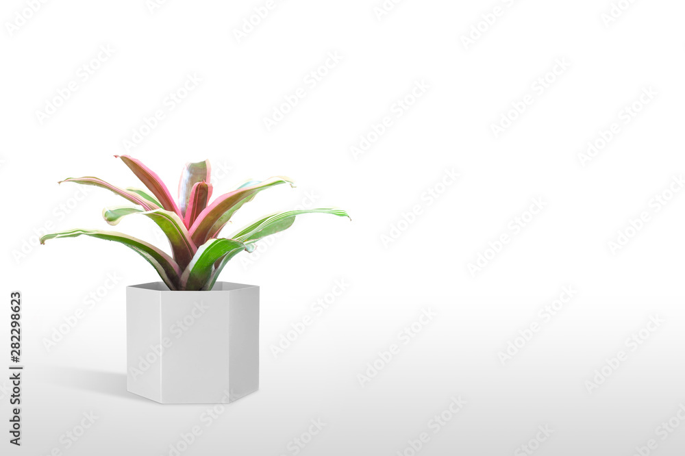 Bromeliad isolated on white background. Bromeliad isolated on white background.