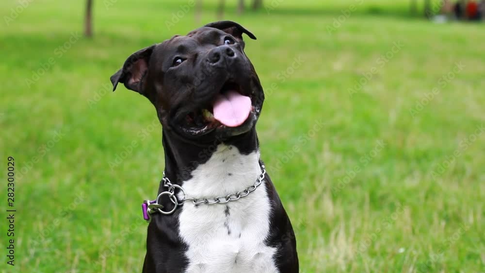 American staffordshire terrier pitbull dog face closeup. Smiling