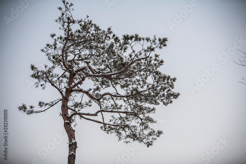 겨울에 흰 눈이 쌓인 나무 한그루 a tree with white snow in winter