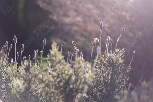 lavender, aromatic plant, sunset in the garden, field, orchard, relax, Lavandula officinalis, Lavandula vera, Lavandula agustifolia, Blooming lavender field. Summer flowers. Selective focus nature photo