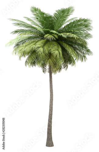 coconut palm tree isolated on white background