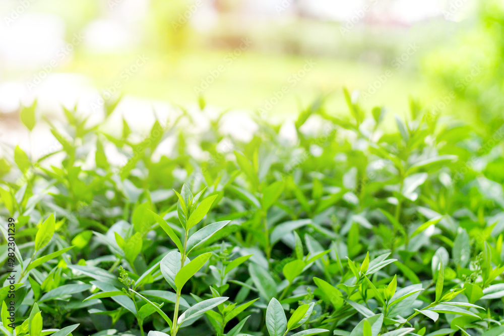 Green bushes on a background of the sun. Green leaves on a park background. Greenery, nature with copy space for text. Green bushes on a background of the sun. Green leaves on a park background. Greenery, nature with copy space for text.