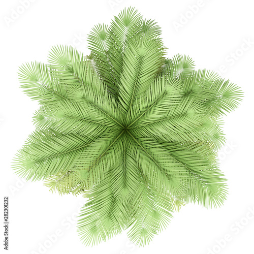 coconut palm tree isolated on white background. top view