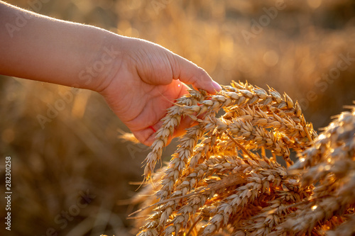 Hand holding wheat grain during beautifull sunny day.