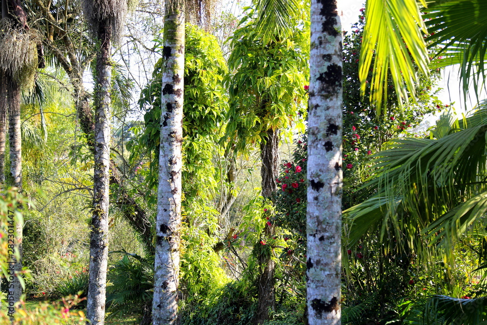 Fototapeta premium Palm tree trunks and bright green leaves in a park
