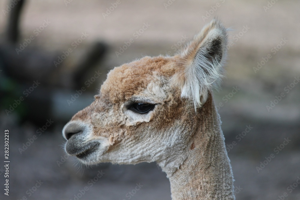 Obraz premium frisch geschorenes Alpkka