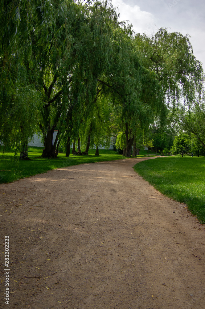 Public park during summer in sunlight with wooden bench, beautiful willow trees alley and sandy path