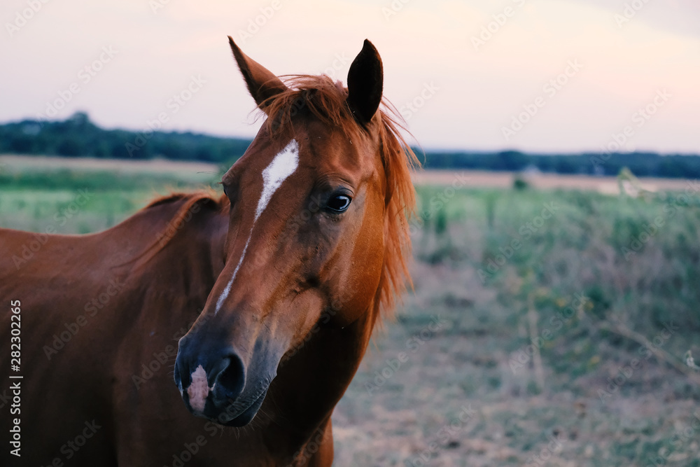 Obraz premium Brown horse head on farm for portrait in nature.