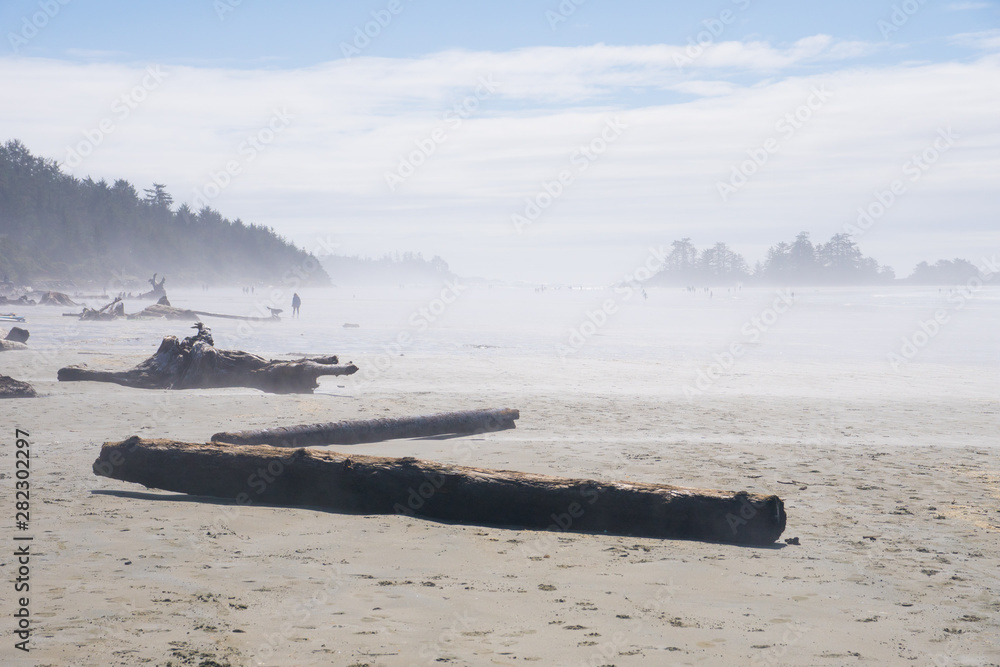 misty scenic panorama view over beach with trunks and wood at Tofino Vancouver island , North Chesterman 