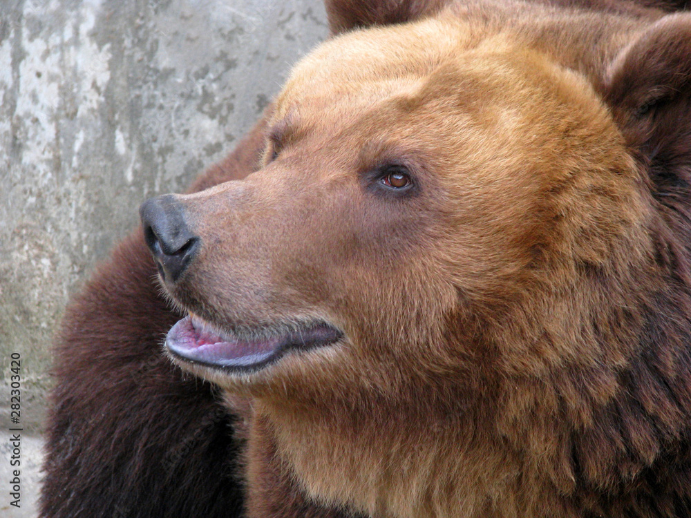 A predatory mammal of the bear family. Ursus arctos one of the largest terrestrial predators. Muzzle brown bear closeup with open mouth. A predatory mammal of the bear family. Ursus arctos one of the largest terrestrial predators. Muzzle brown bear closeup with open mouth.