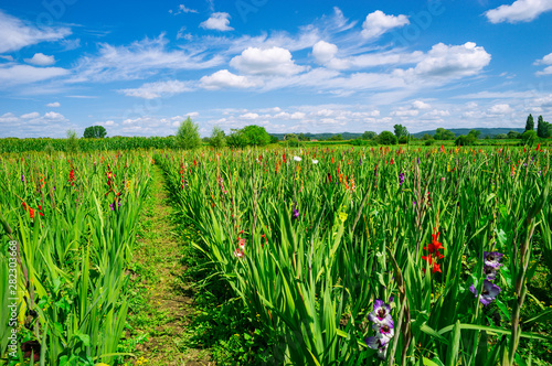 A field with gladioli to pick yourself. Lake Constance region, near the village Böhringen.