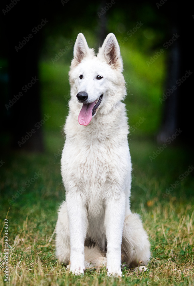 white swiss shepherd dog teenager on grass white swiss shepherd dog teenager on grass