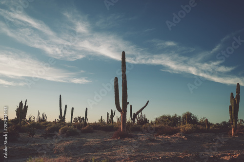 sunset with cactus in mexico - faded style