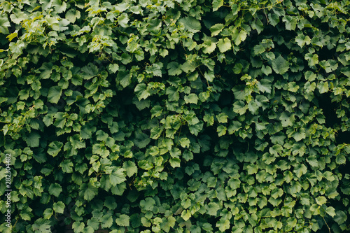 grape leaves for background