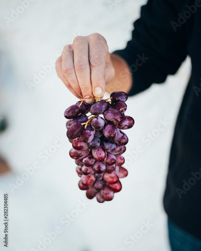 Fotografering Man holding a bunch of grapes in his hands.
