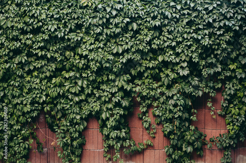 grape leaves for background