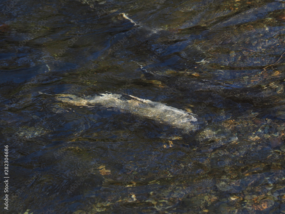 Obraz premium Salmon run