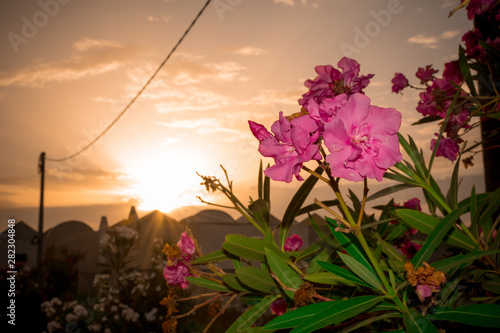 Close Up of Oleander Flowers at Sunset