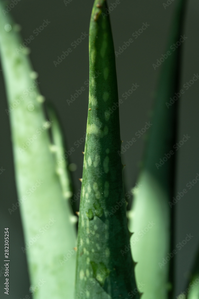 Aloe vera is tropical green plants tolerate hot weather. A close up of green leaves, aloe vera. Aloe vera is tropical green plants tolerate hot weather. A close up of green leaves, aloe vera.