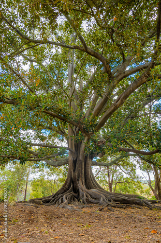 Huge and old gum tree in Western Australia