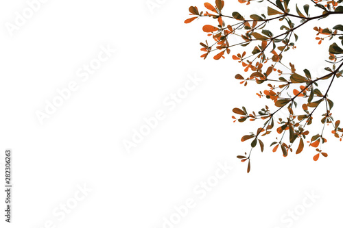 Beautiful orange leaves as background.