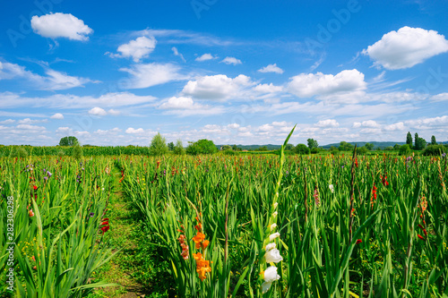 A field with gladioli to pick yourself. Lake Constance region, near the village Böhringen.