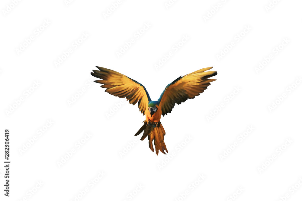 Fototapeta premium One macaw bird flying, white background.