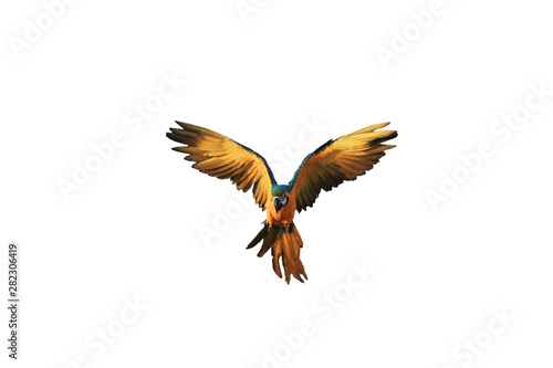 One macaw bird flying, white background.