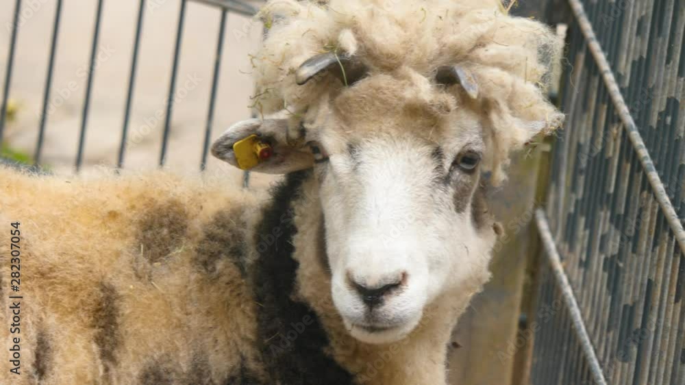 Jacob sheep with funny hair cut turns head toward camera. Jacob sheep with funny hair cut turns head toward camera.