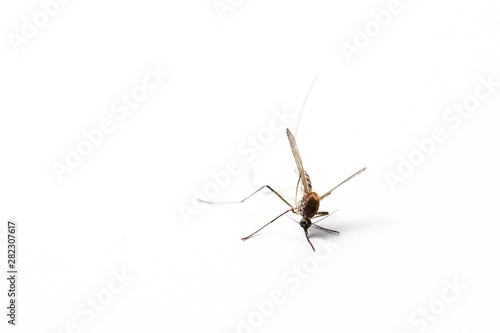 dead mosquito on white isolated background