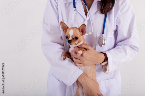 Crop professional vet in white uniform standing and holding adorable chihuahua dog on white background