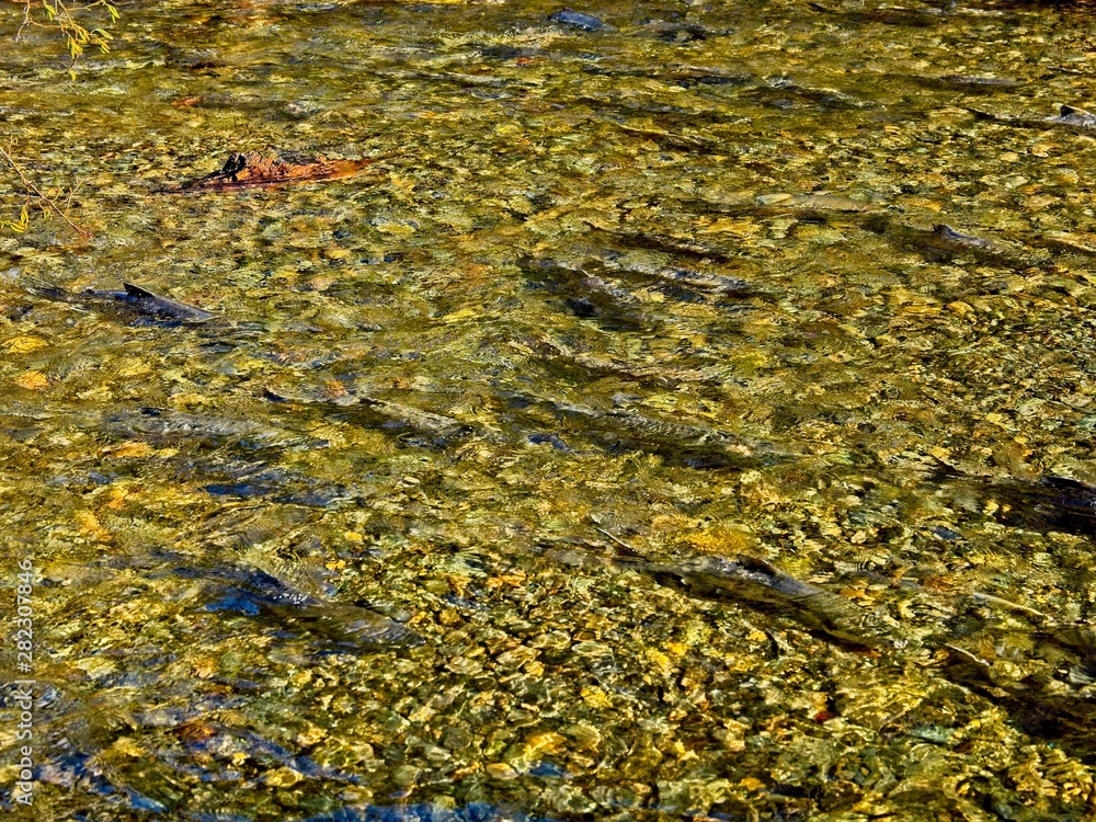 Salmon run Salmon run