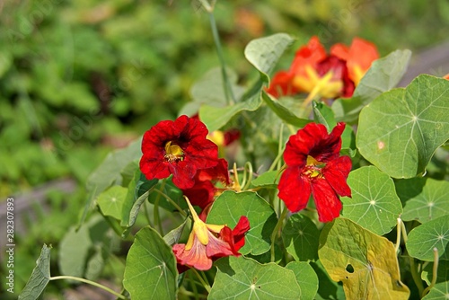 Wallpaper Mural Red and orange nasturtiums in the garden. Flowering, autumn flowers. Torontodigital.ca